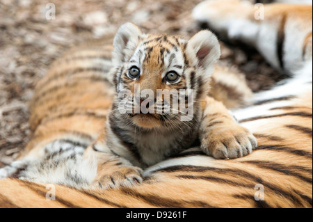 Otto settimane di età, la tigre di Amur cub giacente sulla sua madre Foto Stock