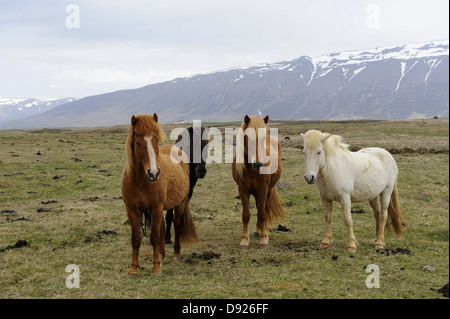 Cavalli islandesi, Nord Islanda Islanda Foto Stock