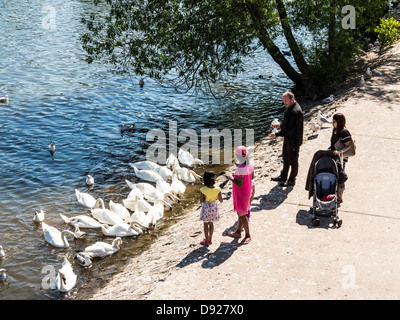 Persone alimentazione dei cigni su Exeter Quay accanto al fiume Exe, Exeter Devon, Inghilterra Foto Stock