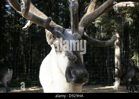 La renna, chena villaggio indiano, chena river, Fairbanks, Alaska, Stati Uniti d'America Foto Stock