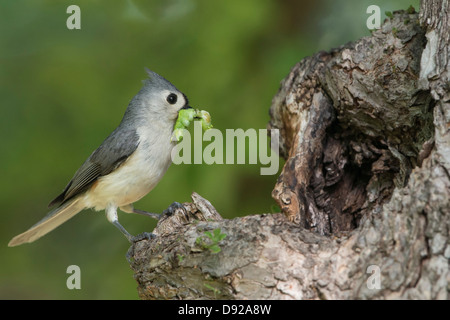 Una cincia tufted (Baeolophus bicolore) porta una vite senza fine verde alla sua cavità di nidificazione sito, White Rock Lake, Dallas, Texas Foto Stock