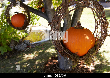 La zucca pendente dal grapevine corona nella struttura ad albero Foto Stock
