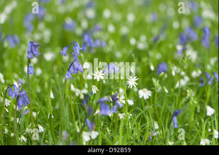 Un sacco di wild bluebells stitchwort e fiori in primavera prato sotto latifoglia leaf tettoia aperta radura boschiva Foto Stock