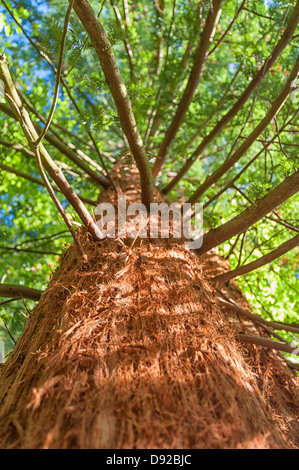 Red legno albero NEL REGNO UNITO Foto Stock