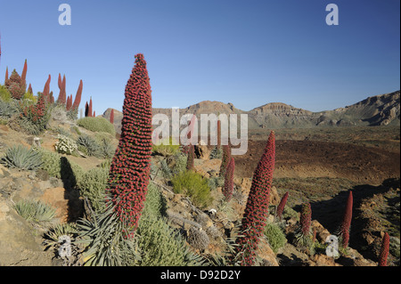 Echium, Parco Nazionale del Teide Tenerife, Isole Canarie, Islas Canarias, Spagna, Europa Foto Stock