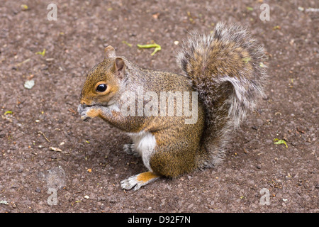 Un gray squirrel mangiare i dadi in Brandon Hill Park Bristol Inghilterra Foto Stock