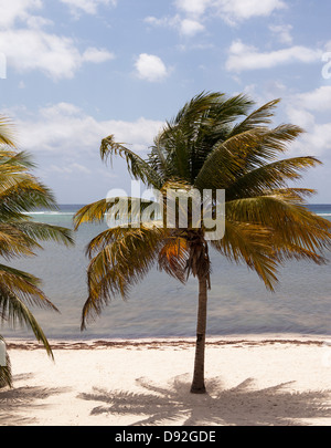 Albero di cocco , Grand Cayman, Isole Cayman, Seven Mile Beach Foto Stock