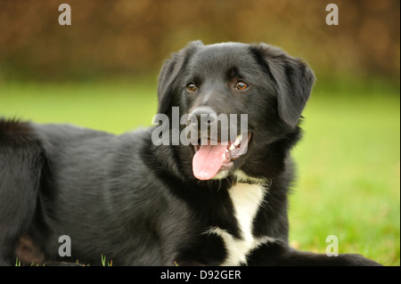Border Collie ritratto trasversale Foto Stock