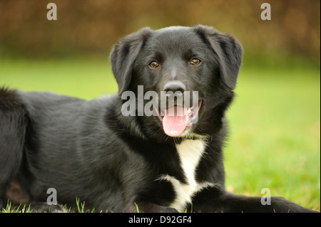 Border Collie ritratto trasversale Foto Stock