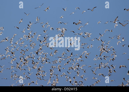 Gregge di uccelli che volano, Foto Stock