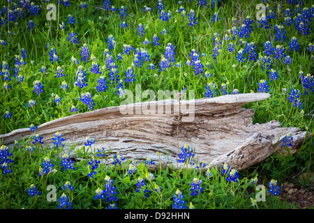 Bluebonnets a Grapevine lago nel nord Texas Foto Stock