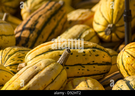 Primo piano di una pila di delicata zucche invernali Foto Stock