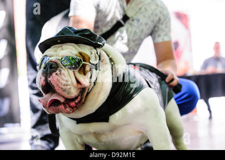 Toronto, Canada, giugno 9, 2013. Bulldog di pelle che indossano il costume biker vince il decimo Woofstock annuale festival del cane miglior costume contest. Credito: Elena Elisseeva/Alamy Live News Foto Stock