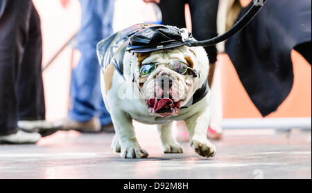 Toronto, Canada, giugno 9, 2013. Bulldog di pelle che indossano il costume biker vince il decimo Woofstock annuale festival del cane miglior costume contest. Credito: Elena Elisseeva/Alamy Live News Foto Stock