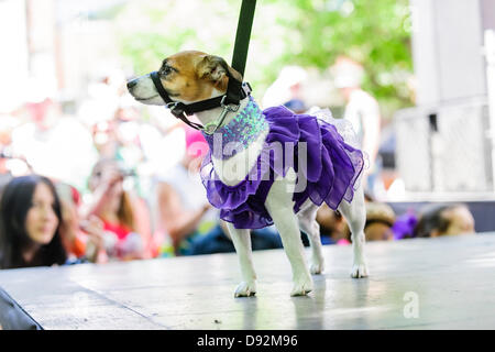 Toronto, Canada, giugno 9, 2013. Jack Russell Terrier in viola frilly costume di decimo Woofstock annuale festival del cane miglior costume contest. Credito: Elena Elisseeva/Alamy Live News Foto Stock