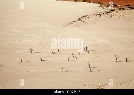 Gli alberi morti (pensato per essere di 900 anni) su Deadvlei, vicino al Sossusvlei, Namib-Naukluft National Park, Namibia, Africa Foto Stock