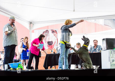 Toronto, Canada, giugno 9, 2013. Cane a mendicare per tratta con il proprietario alla decima Woofstock annuale festival del cane stupido Pet Trick contest. Attore comico Patrick McKenna guarda dal giudicare la tabella. Credito: Elena Elisseeva/Alamy Live News Foto Stock