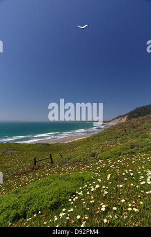 Deltaplano svetta oltre la costa della California, Ano Nuevo Bay, California Foto Stock