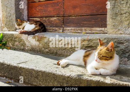 Due gatti crogiolarsi al sole sulla terrazza Foto Stock