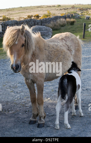 Dartmoor Pony Hill e il suo puledro sul parco nazionale di Dartmoor Devon England Foto Stock