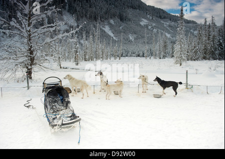 Slitte trainate da cani in appoggio e tutti alla ricerca di qualcosa al di fuori del telaio Foto Stock