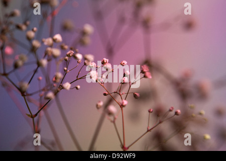 Baby's respiro (Gypsophila paniculata) contro un sfondo pastello Foto Stock