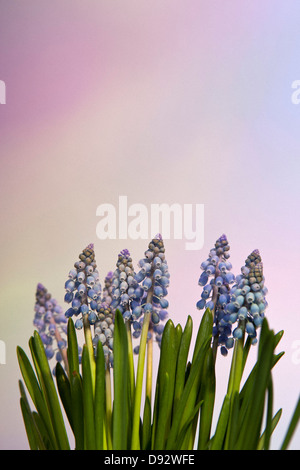 Un mazzetto di fiori Bluebell contro un sfondo pastello Foto Stock