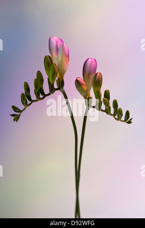 Due gambi di erba Fresia rosa contro un sfondo pastello Foto Stock