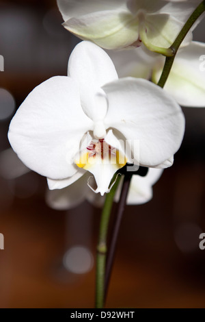 White Moth Orchidee su uno stelo, close-up Foto Stock