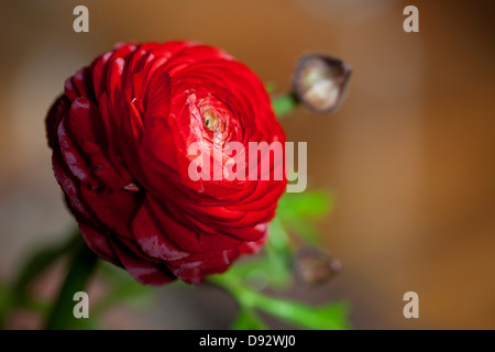 Un rosso vibrante Ranunculus flower, close-up Foto Stock