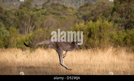 Kangaroo jumping in Jindabyne, Nuovo Galles del Sud, Australia Foto Stock