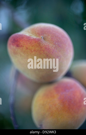 Le pesche appeso soft focus tree Foto Stock