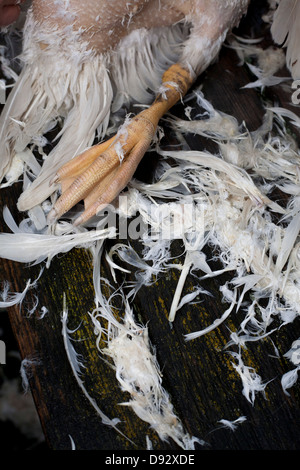 Close-up di un morto piede d'oca con piume intorno ad esso Foto Stock