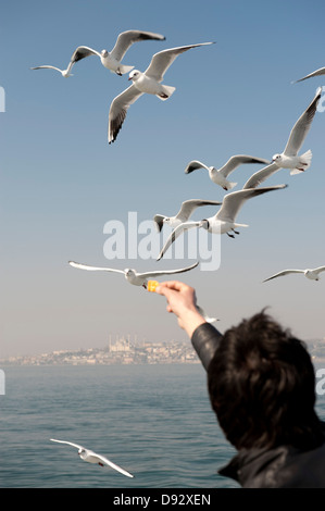 Un uomo alimentazione di gabbiani, vista posteriore, Istanbul, Turchia in background Foto Stock