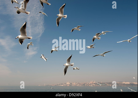 A Flock of Seagulls volare al di sopra del mare, Istanbul, Turchia in background Foto Stock