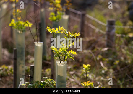 Crescita primaverile su Sorbus aucuparia Rowan. Alberi di cenere giovani protetti da tubi di alberi, che crescono nella piantagione forestale, North Yorkshire Moors, Garsdale, Regno Unito Foto Stock