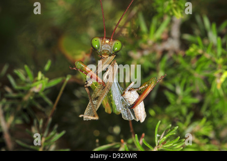 Mantide Religiosa Mantide Religiosa, mantide religiosa Foto Stock