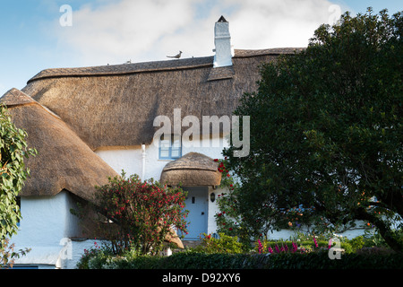 Con il tetto di paglia cob cottage. Ringmore, Devon, Inghilterra Foto Stock