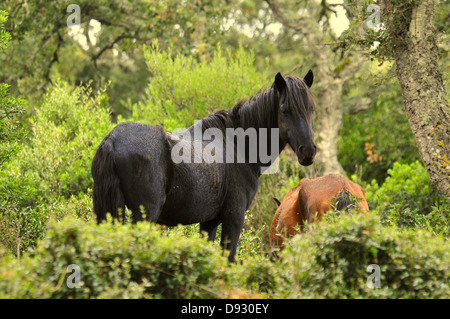 Cavallino sardo, giara di gesturi, Sardegna Foto Stock