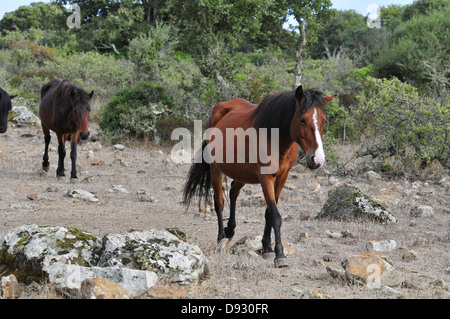 Cavallino sardo, giara di gesturi, Sardegna Foto Stock