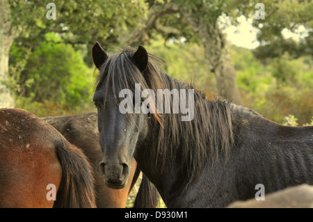 Cavallino sardo, giara di gesturi, Sardegna Foto Stock