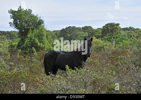 Cavallino sardo, giara di gesturi, Sardegna Foto Stock