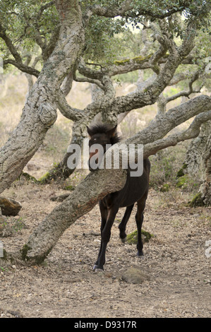 Cavallino sardo, giara di gesturi, Sardegna Foto Stock