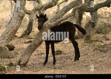 Cavallino sardo, giara di gesturi, Sardegna Foto Stock