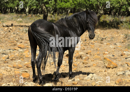 Cavallino sardo, giara di gesturi, Sardegna Foto Stock