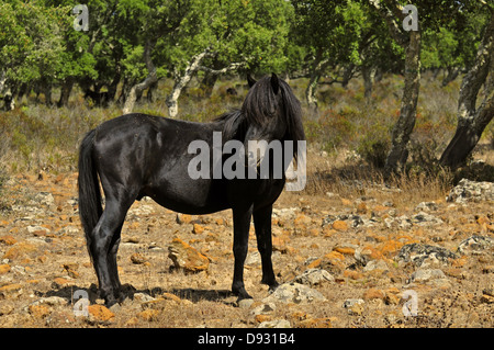 Cavallino sardo, giara di gesturi, Sardegna Foto Stock