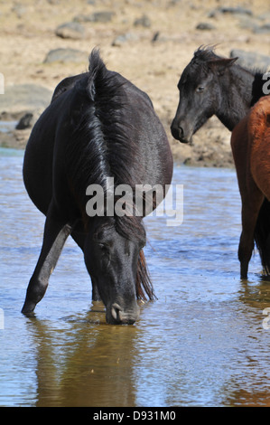 Cavallino sardo, giara di gesturi, Sardegna Foto Stock