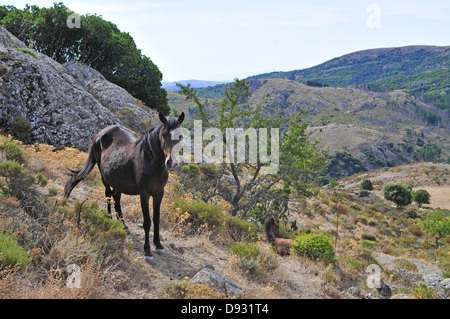 Cavallino sardo, Giara di Gesturi, Sardegna Foto Stock