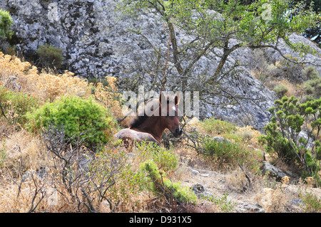 Cavallino sardo, Giara di Gesturi, Sardegna Foto Stock