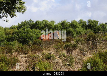 Cavallino sardo, Giara di Gesturi, Sardegna Foto Stock